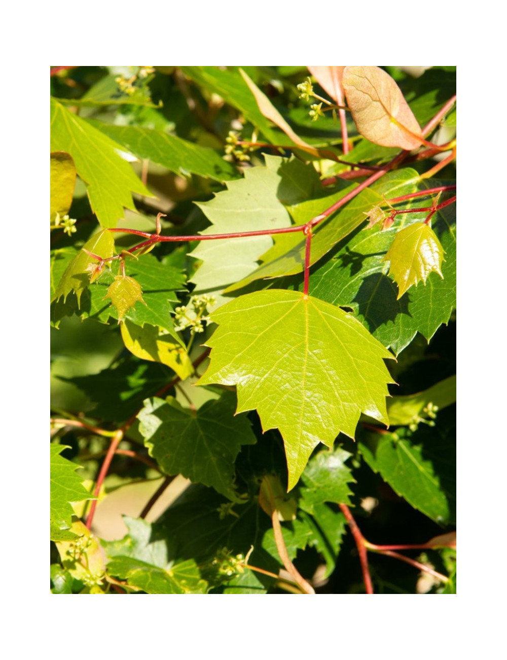 TILIA mongolica