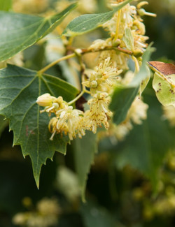 TILIA mongolica