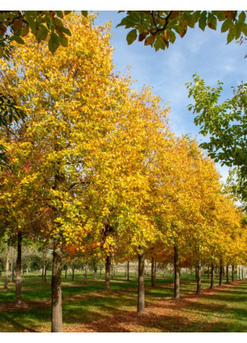 TILIA mongolica