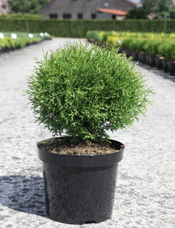 thuya-occidental-tiny-tim-thuja-occidentalis-tiny-tim-4.jpg