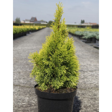 THUJA occidentalis GOLDEN SMARAGD En pot de 7-10 litres