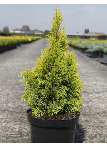 THUJA occidentalis GOLDEN SMARAGD En pot de 7-10 litres