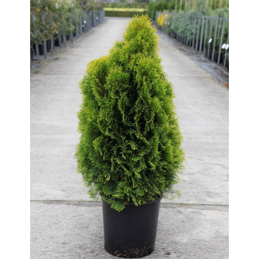 THUJA occidentalis GOLDEN SMARAGD En pot de 12-15 litres