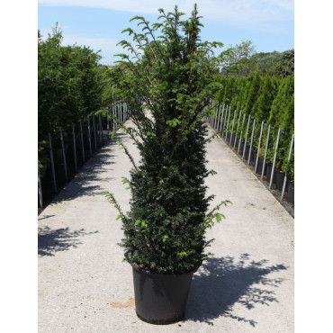 TAXUS baccata En pot de 35-50 litres