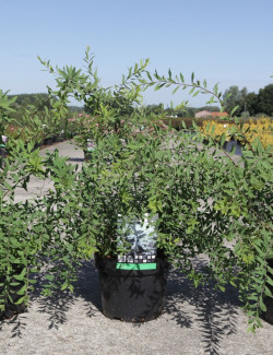 spiree-cendree-grefsheim-spiraea-cinerea-grefsheim-3.jpg