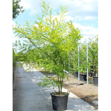 SOPHORA japonica En pot de 70-90 litres