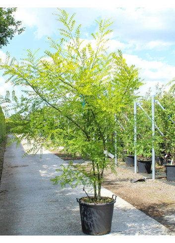 SOPHORA japonica En pot de 70-90 litres