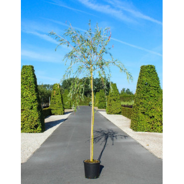 SALIX sepulcralis TRISTIS En pot de 25-30 litres forme tige hauteur du tronc 180-200 cm