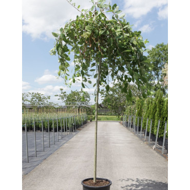 SALIX caprea PENDULA En pot de 25-30 litres forme tige hauteur du tronc 180-200 cm