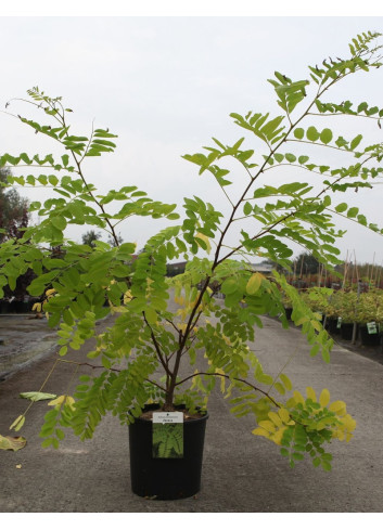 ROBINIA pseudoacacia FRISIA En pot 10-12 litres