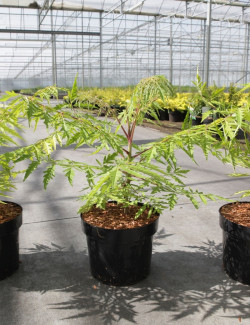 RHUS typhina TIGER EYES En pot de 4-5 litres