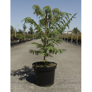 RHUS typhina DISSECTA En pot de 7-10 litres