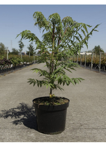 RHUS typhina DISSECTA En pot de 7-10 litres