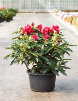 RHODODENDRON WILGENS RUBY En pot de 15-20 litres