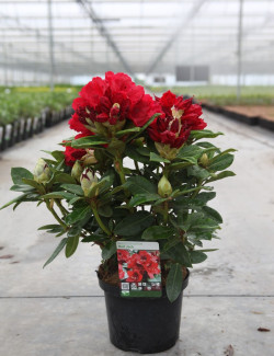 RHODODENDRON RED JACK En pot de 7-10 litres