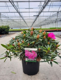 RHODODENDRON GRAZIELLA En pot de 7-10 litres