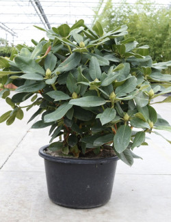 RHODODENDRON GERMANIA En pot de 15-20 litres