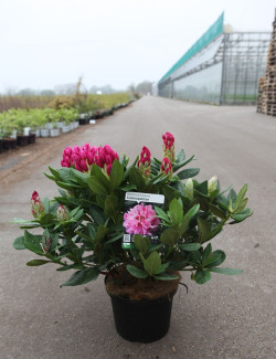 RHODODENDRON COSMOPOLITAN En pot de 7-10 litres