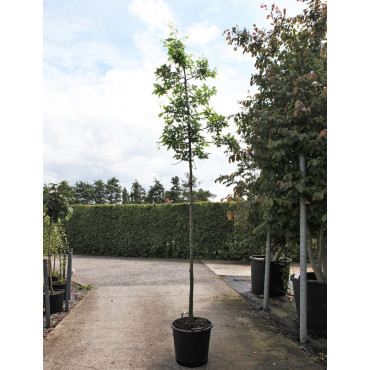 QUERCUS palustris En pot de 35-50 litres forme tige hauteur du tronc 180-200 cm