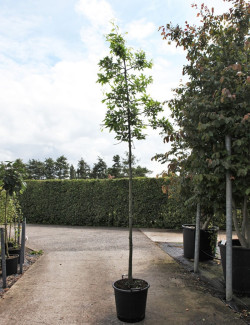 QUERCUS palustris En pot de 35-50 litres tige hauteur du tronc 190-210 cm