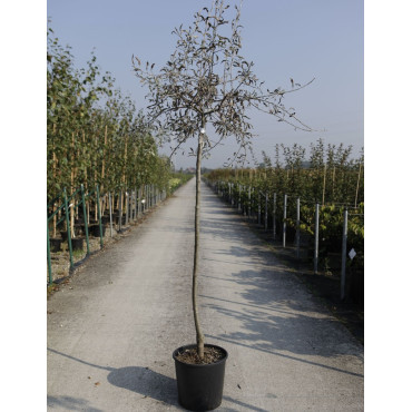 PYRUS salicifolia PENDULA En pot de 15-20 litres forme tige hauteur du tronc 110-130 cm