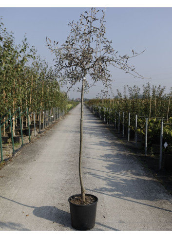 PYRUS salicifolia PENDULA En pot de 15-20 litres forme tige hauteur du tronc 110-130 cm