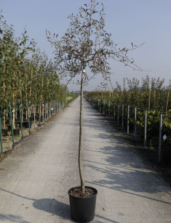 PYRUS salicifolia PENDULA En pot de 15-20 litres tige hauteur du tronc 110-130 cm