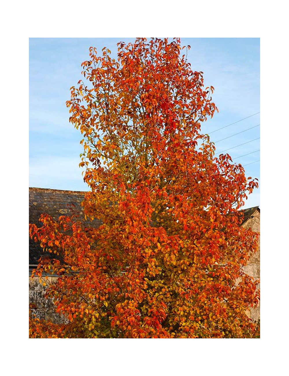 PYRUS calleryana CHANTICLEER