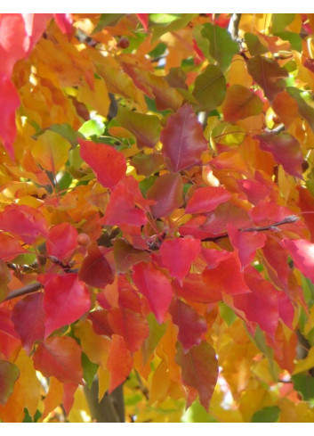 PYRUS calleryana CHANTICLEER