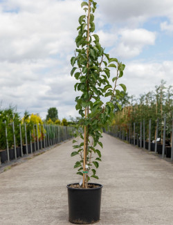 PYRUS calleryana CHANTICLEER En pot de 15-20 litres forme baliveau