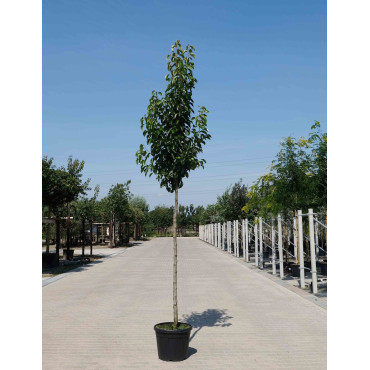 PYRUS calleryana CHANTICLEER En pot de 25-30 litres forme tige hauteur du tronc 180-200 cm