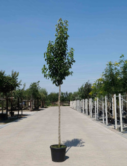 PYRUS calleryana CHANTICLEER En pot de 25-30 litres tige hauteur du tronc 190-210 cm