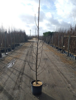 PYRUS calleryana CHANTICLEER En pot de 15-20 litres forme baliveau