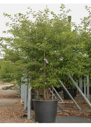 PRUNUS THE BRIDE En pot de 110-130 litres forme cépée