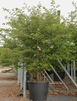 PRUNUS THE BRIDE En pot de 110-130 litres forme cépée