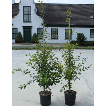 PRUNUS THE BRIDE En pot de 12-15 litres forme baliveau