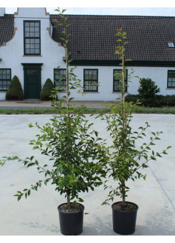 PRUNUS THE BRIDE En pot de 12-15 litres forme baliveau