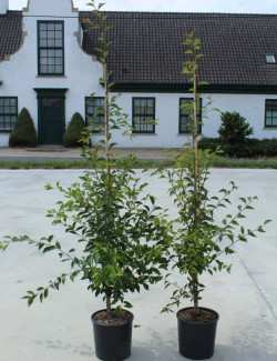 PRUNUS THE BRIDE En pot de 12-15 litres forme baliveau