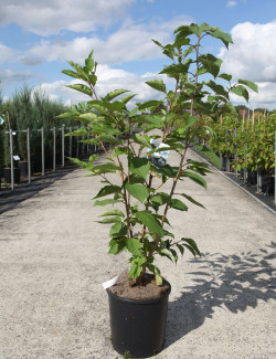 PRUNUS serrulata SUNSET BOULEVARD En pot de 12-15 litres