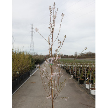 PRUNUS pandora En pot de 12-15 litres forme baliveau