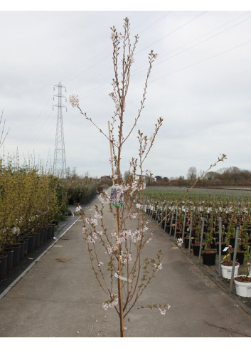 PRUNUS pandora En pot de 12-15 litres forme baliveau