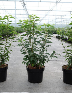 PRUNUS lusitanica ANGUSTIFOLIA En pot de 3-4 litres