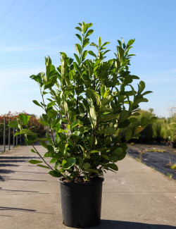 PRUNUS laurocerasus ROTUNDIFOLIA En pot de 10-12 litres