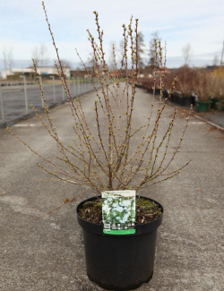 PRUNUS glandulosa ALBA PLENA En pot de 10-12 litres