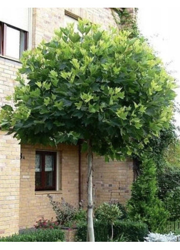 PLATANUS hispanica ALPHEN'S GLOBE