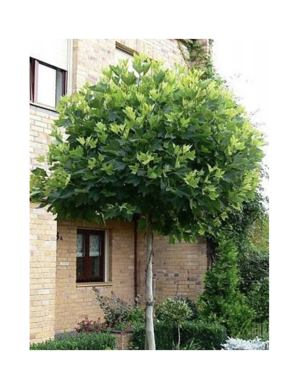 PLATANUS hispanica ALPHEN'S GLOBE