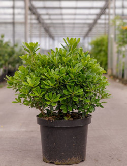 PITTOSPORUM tobira NANA En pot de 10-12 litres