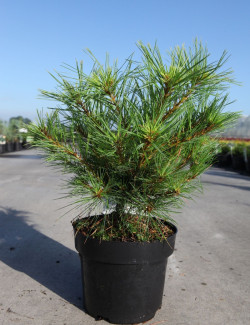 PINUS strobus RADIATA En pot de 4-5 litres