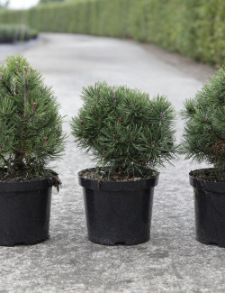 PINUS mugo MOPS En pot de 4-5 litres