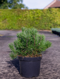 PINUS mugo var.pumilio En pot de 7-10 litres